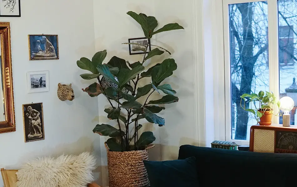 treningsekspert Anna Johansen trener på matte på gulvet, mørkegrønn sofa i bakgrunnen, lys stol med pels oppi, str grønn plante, bilder på veggen