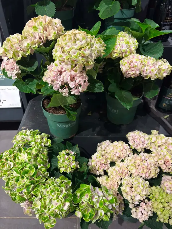 Vannessa med blomster fra mester grønn