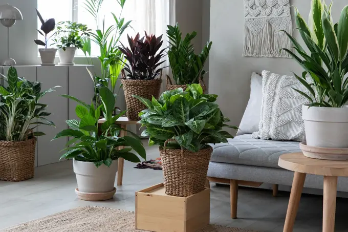 Mester Grønn Gronne_planter.jpg