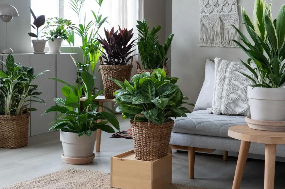 Mester Grønn Gronne_planter.jpg