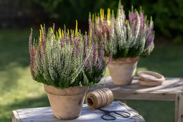 Mesyter Grønn høst uteplass
