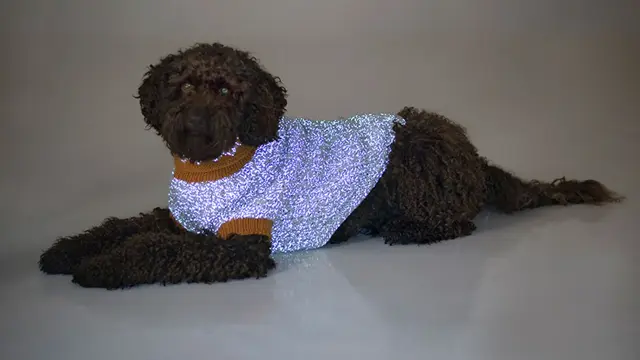 hund med lilla, glitrende genser