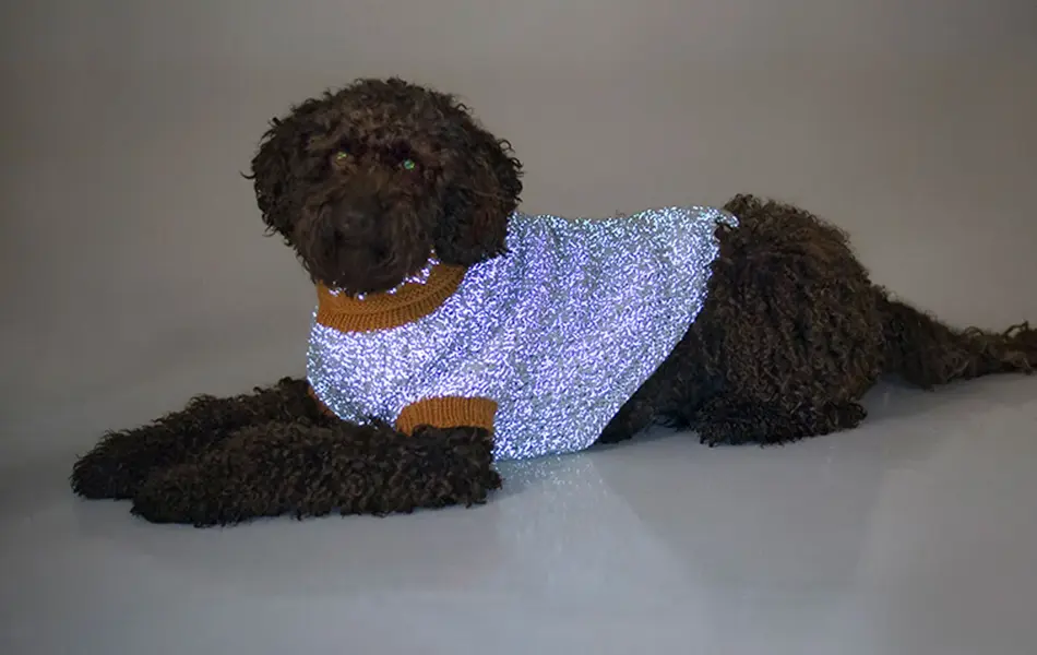 hund med lilla, glitrende genser