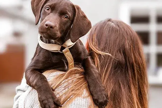 Bilde av burn korthåret valp på armen til dame med brunt hår med brunt l