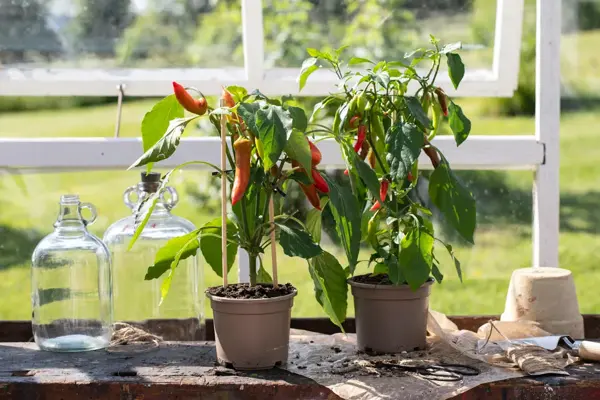 Bord med to blomsterpotter med chiliplanter