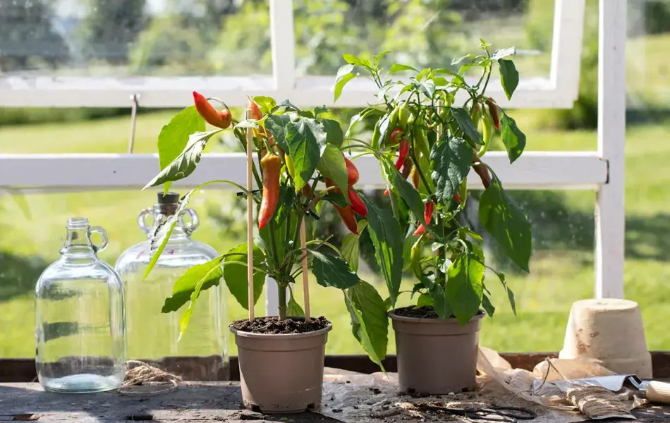 Bord med to blomsterpotter med chiliplanter