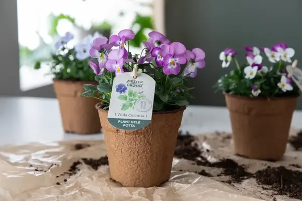 Spiselige og bievennlige Viola fra mester Grønn