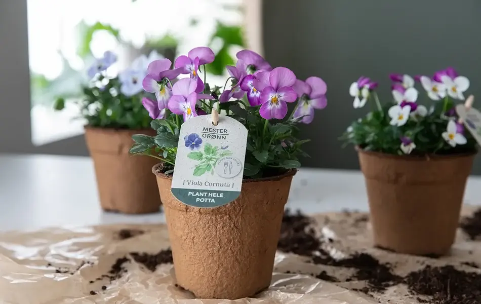 Spiselige og bievennlige Viola fra mester Grønn