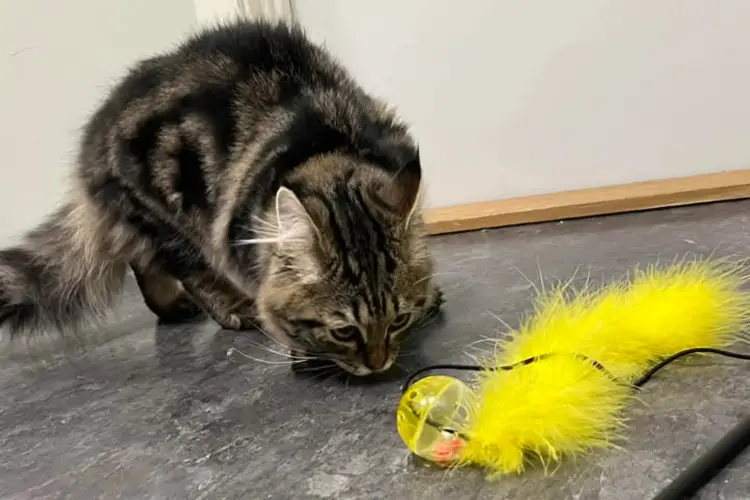 Tromsø Dyreklinikk tilbyr flere ulike tjenester