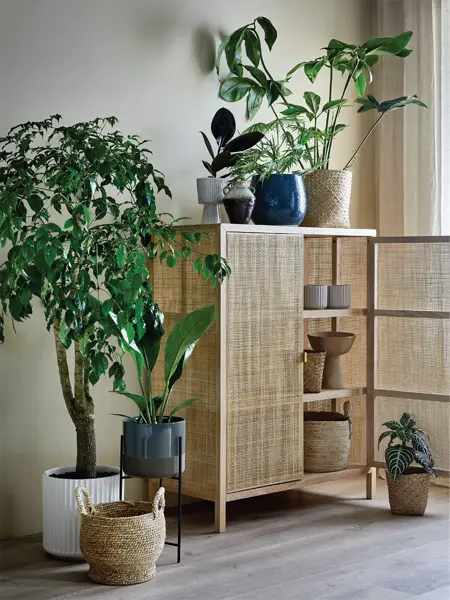 Grønne planter som står på gulvet og oppe på et skap