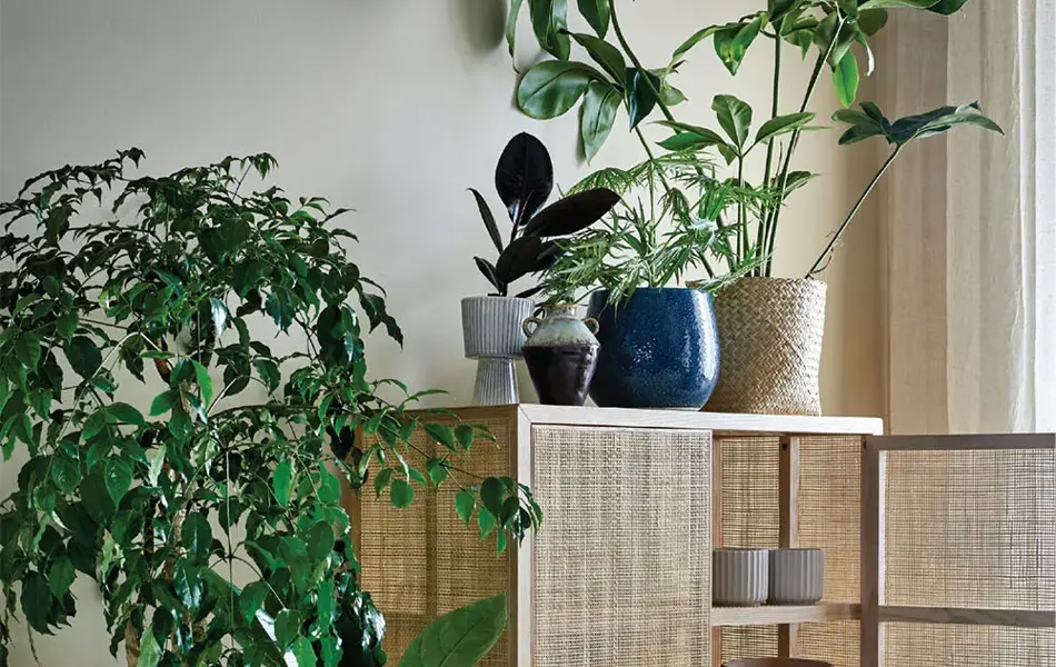 Grønne planter som står på gulvet og oppe på et skap