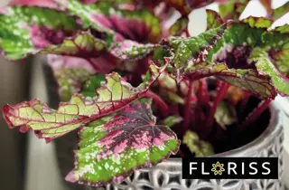 floriss-begonia-rex-uke01-3.2