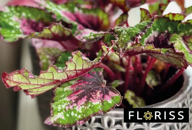 floriss-begonia-rex-uke01-3.2