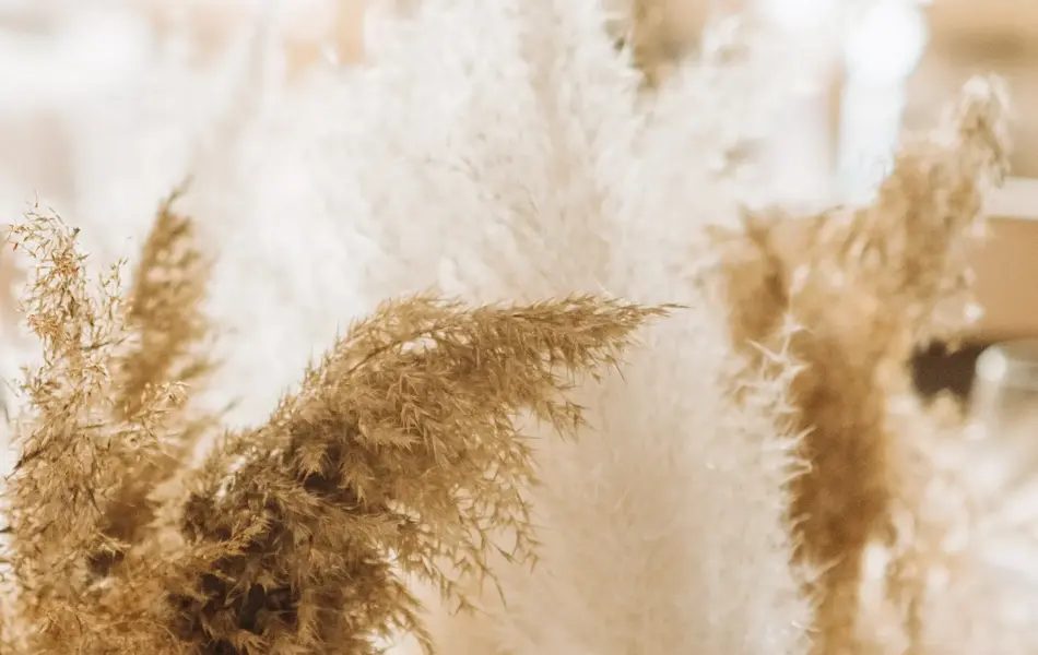 decor flora fluffy daisy pampas torch in glass vases