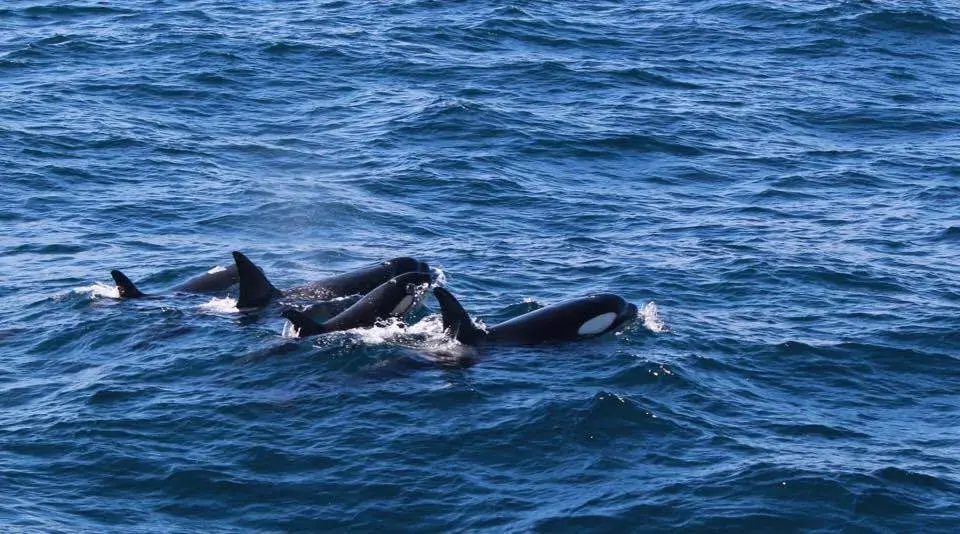 Tre spekkhoggere som svømmer i havet.