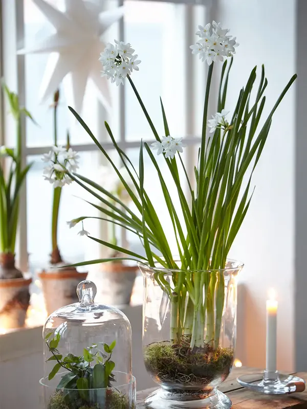 Juleblomst står på bordet