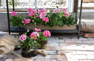 Mester grønn tilbud