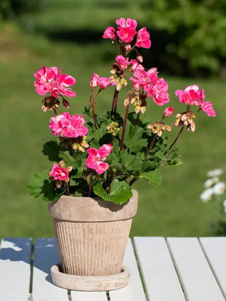 TS_Storo_artikkel_bievennlige-blomster