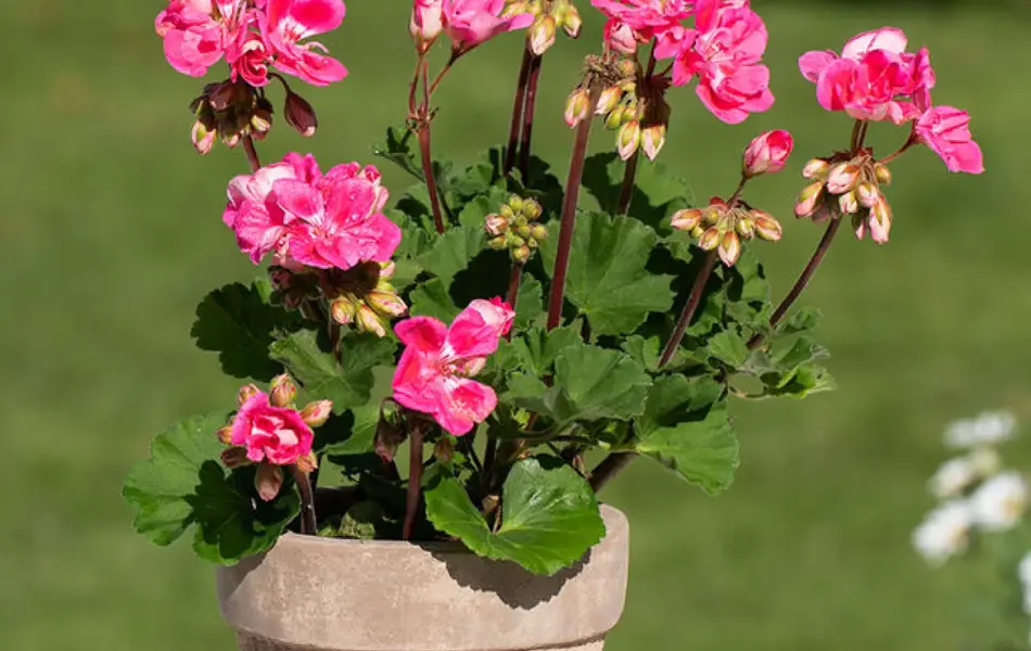 TS_Storo_artikkel_bievennlige-blomster