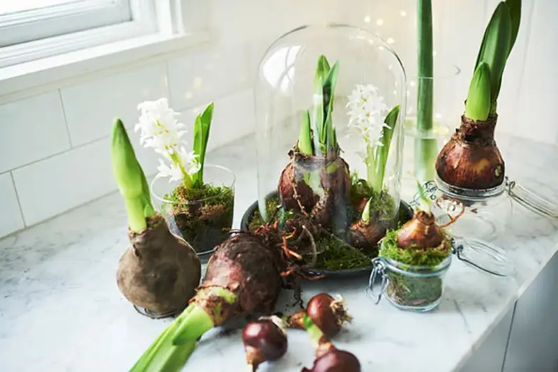 Blomster på en benk