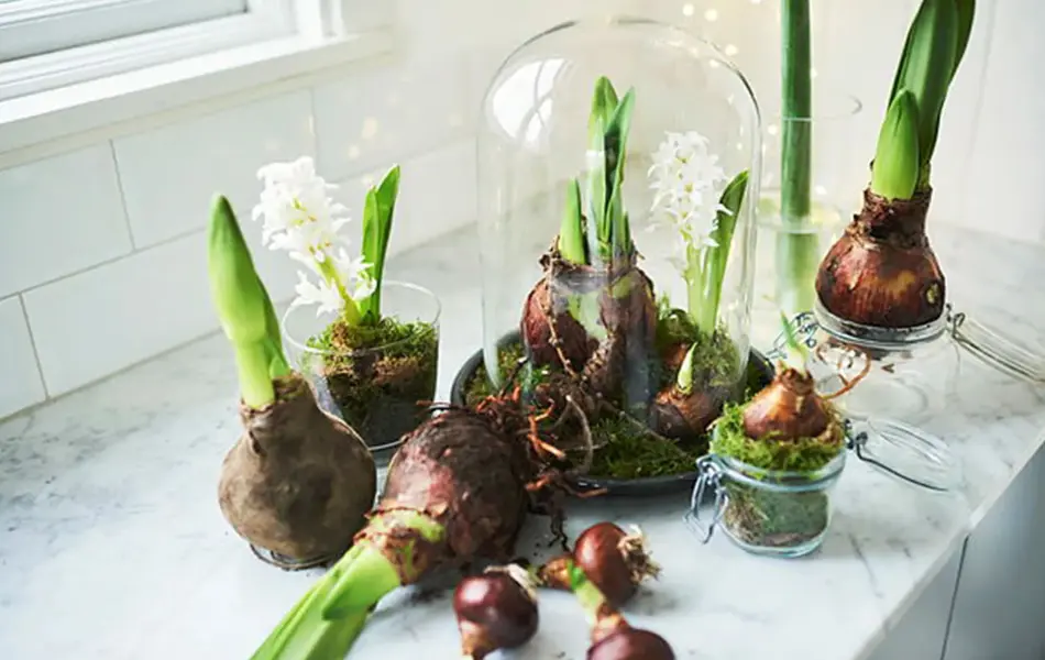 Blomster på en benk