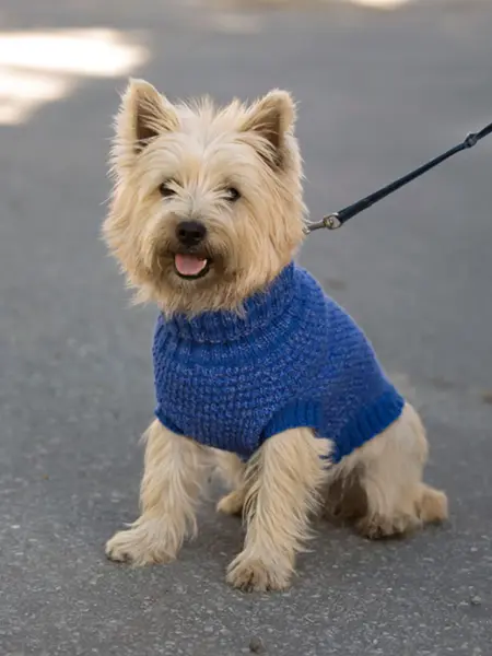 hund med blå genser