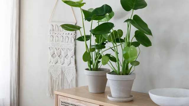 7_Monstera deliciosa.jpg