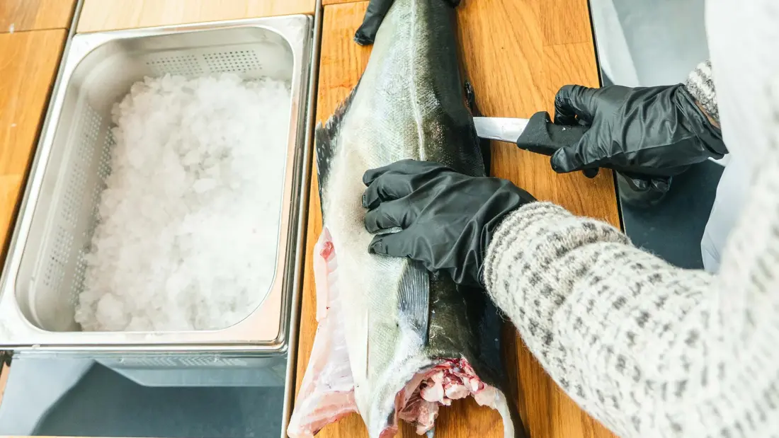 Familie filtrerer fisk på hotellet 