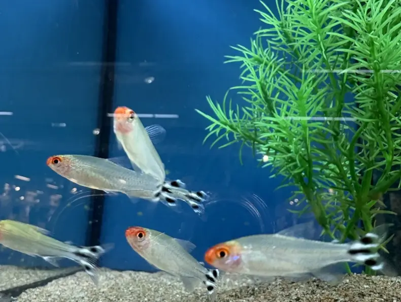 Fiskar reol 2