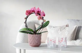 Mester Grønn-Orkide på bøyle