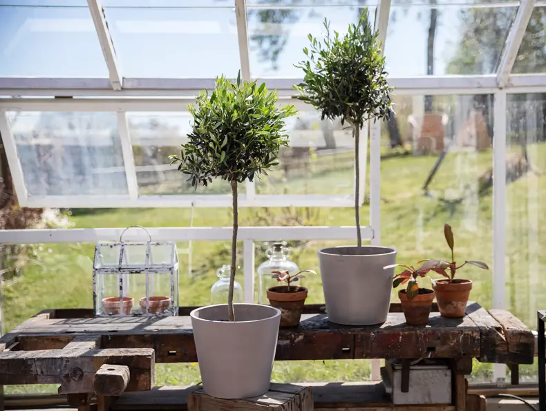 Mester grønn tilbud