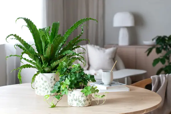 10_Eføy og Asplenium i Botanic potte