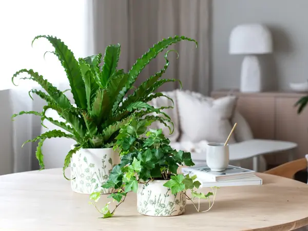 10_Eføy og Asplenium i Botanic potte