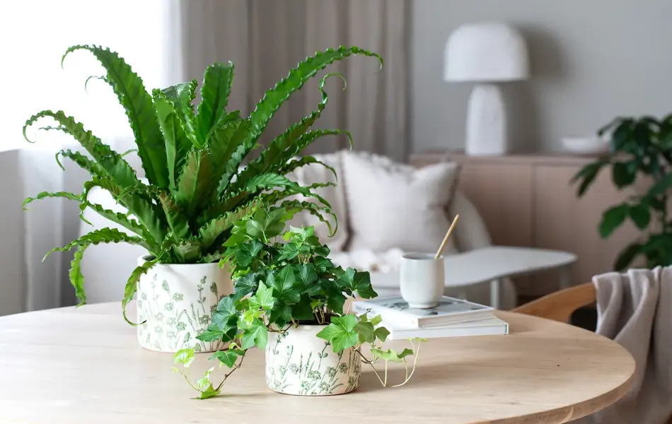 10_Eføy og Asplenium i Botanic potte