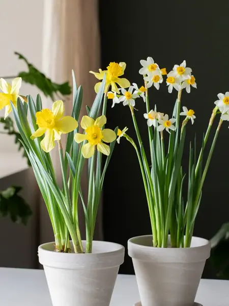 Blomster fra Mester Grønn