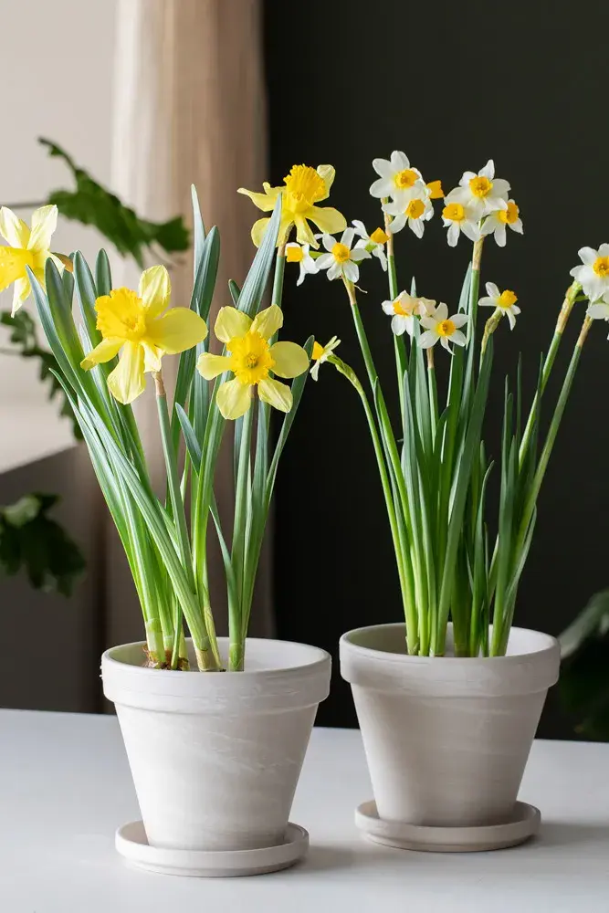 Blomster fra Mester Grønn