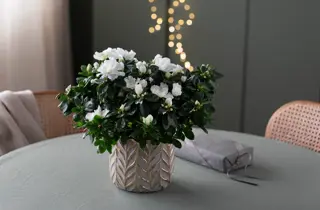 Mester Grønn_uke 48_Azalea busk