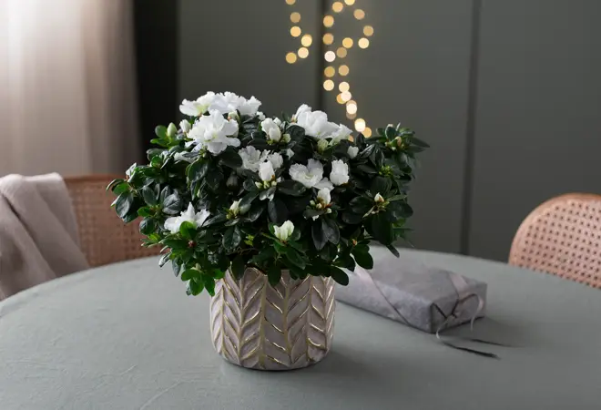 Mester Grønn_uke 48_Azalea busk