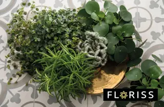 floriss-utvalgte-gronne-planter-uke01-3.2