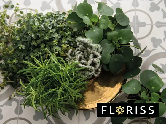 Et fat med små grunne planter.