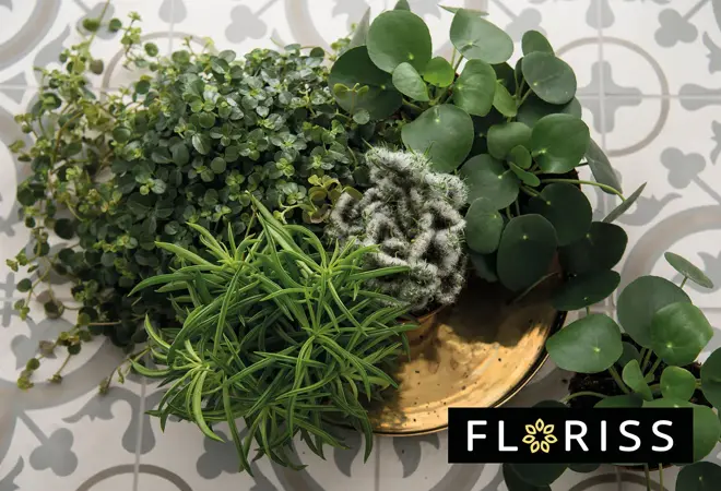 floriss-utvalgte-gronne-planter-uke01-3.2