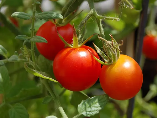Cherry Tomatoes on a vine Ripe in Sunshine