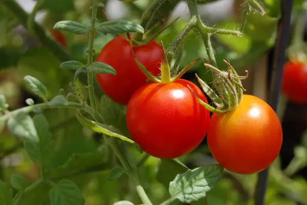 Cherry Tomatoes on a vine Ripe in Sunshine