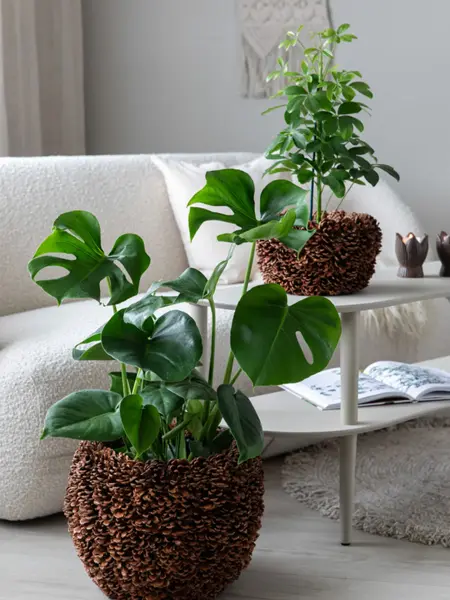 TS_Storo_artikkel_en-gronn-oase-i-hjemmet-ditt