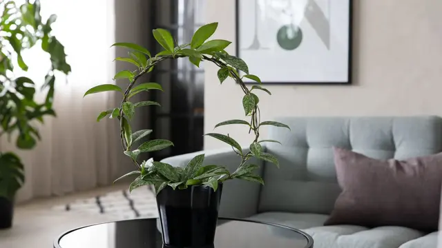 Mester Grønn Hoya_silver_spot_1357_f_s.jpg