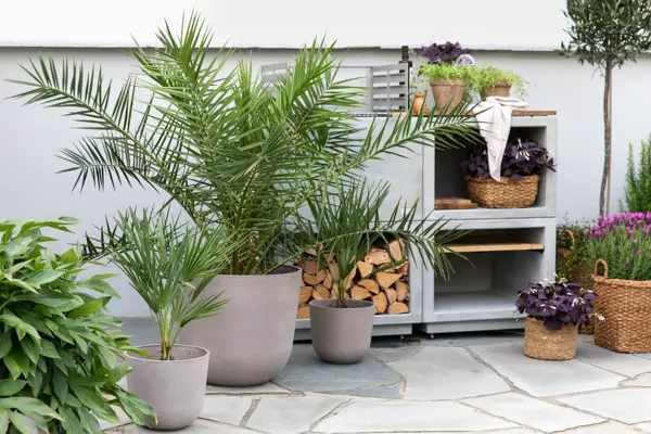 Palmer i krukker på steinheller