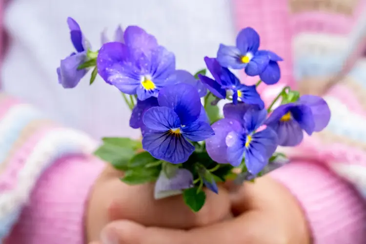 Noen som holder en bukett med fioler