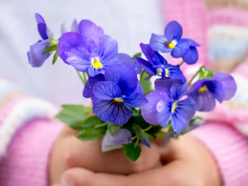 Noen som holder en bukett med fioler