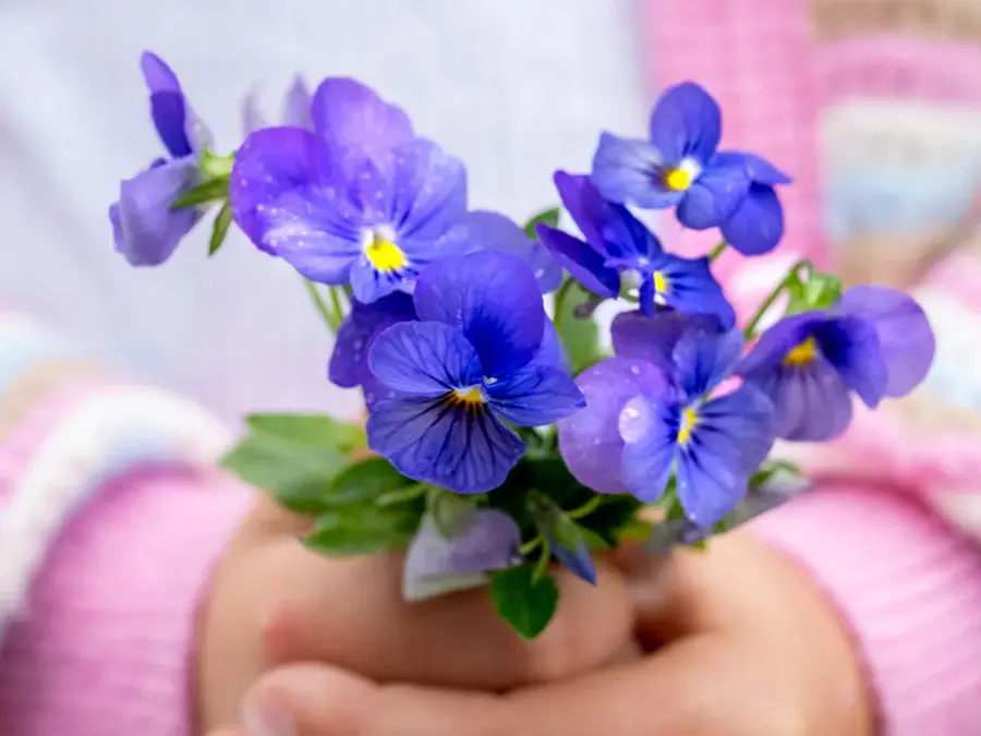 Noen som holder en bukett med fioler