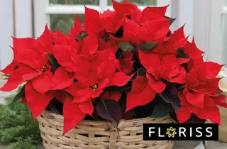 floriss-flergrenet-julestjerne-uke49-3.2